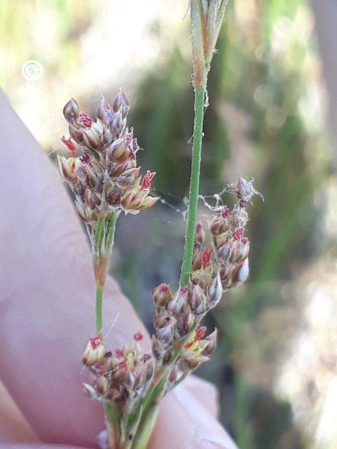 Juncus subulatus flower
