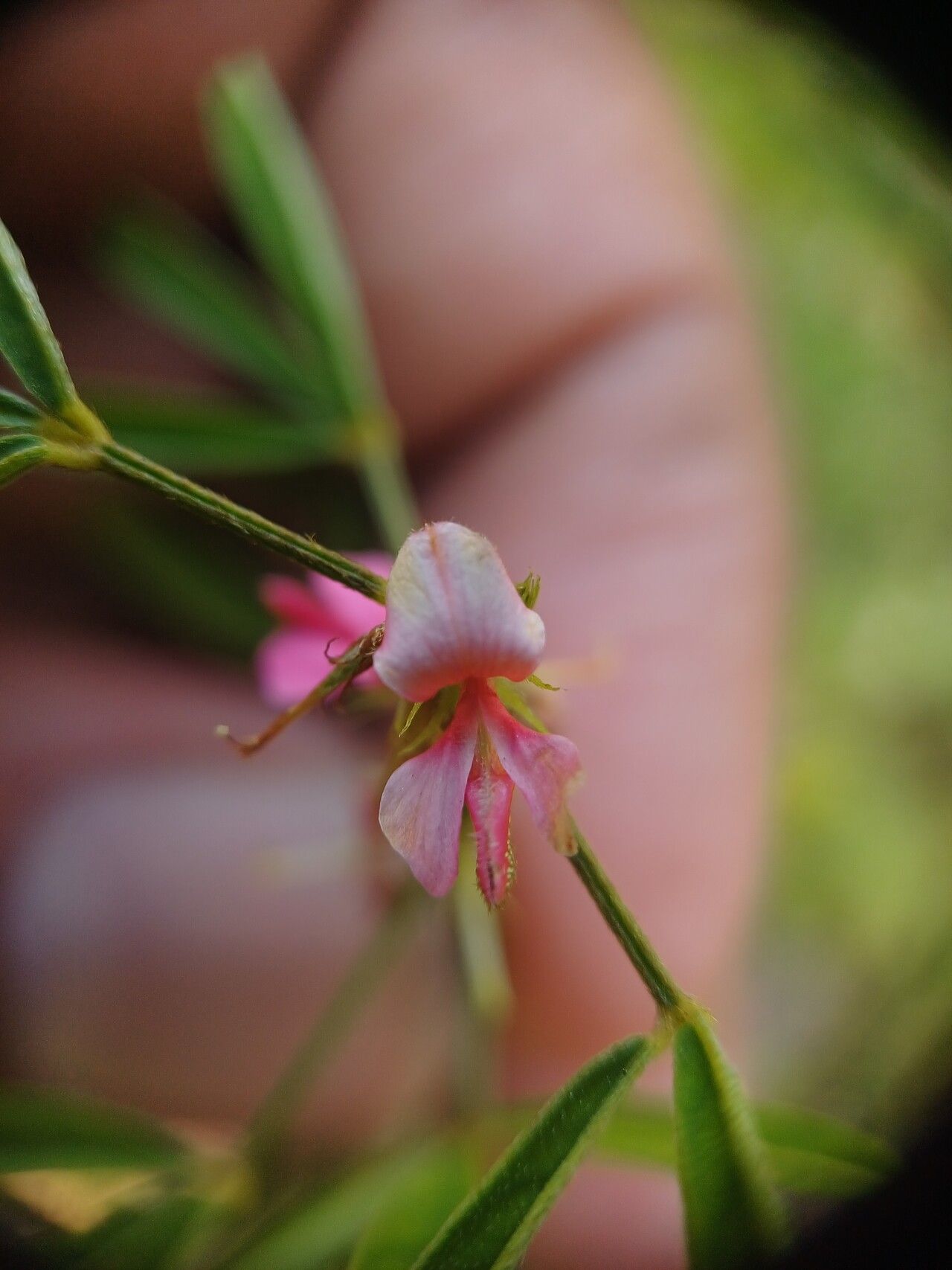 Indigofera trifoliata flower