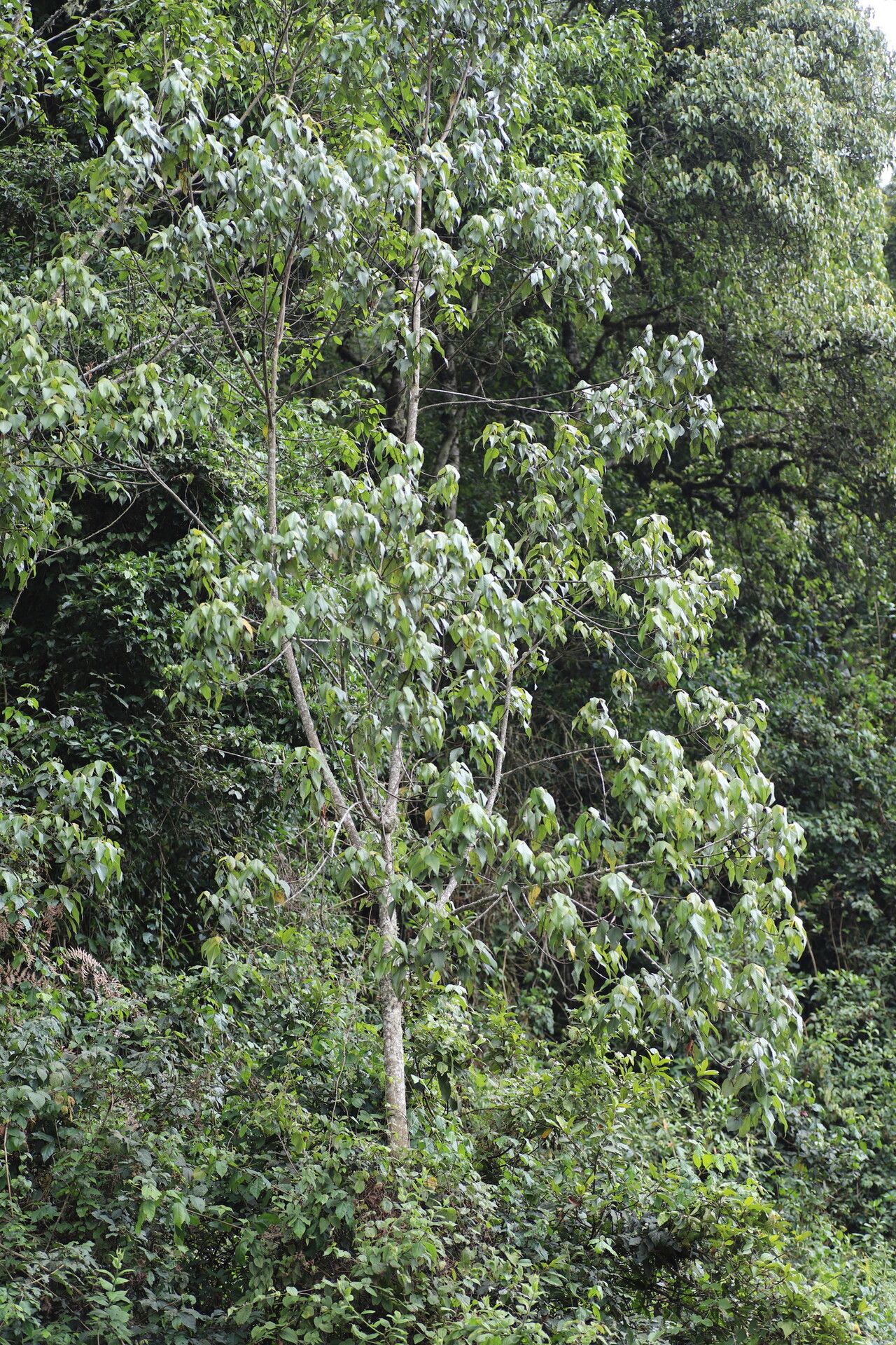 Macaranga kilimandscharica habit