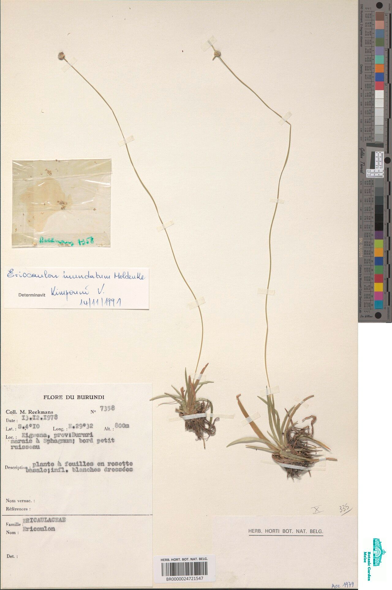 Eriocaulon inundatum — houseplant care guide