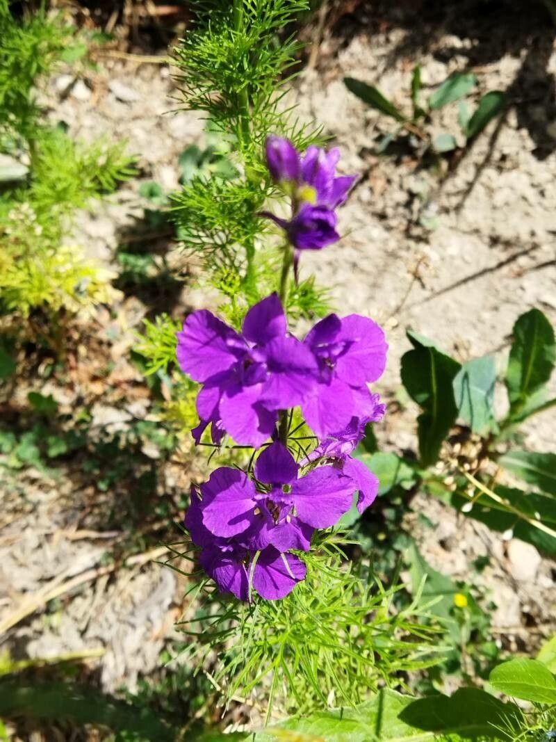 Delphinium orientale leaf