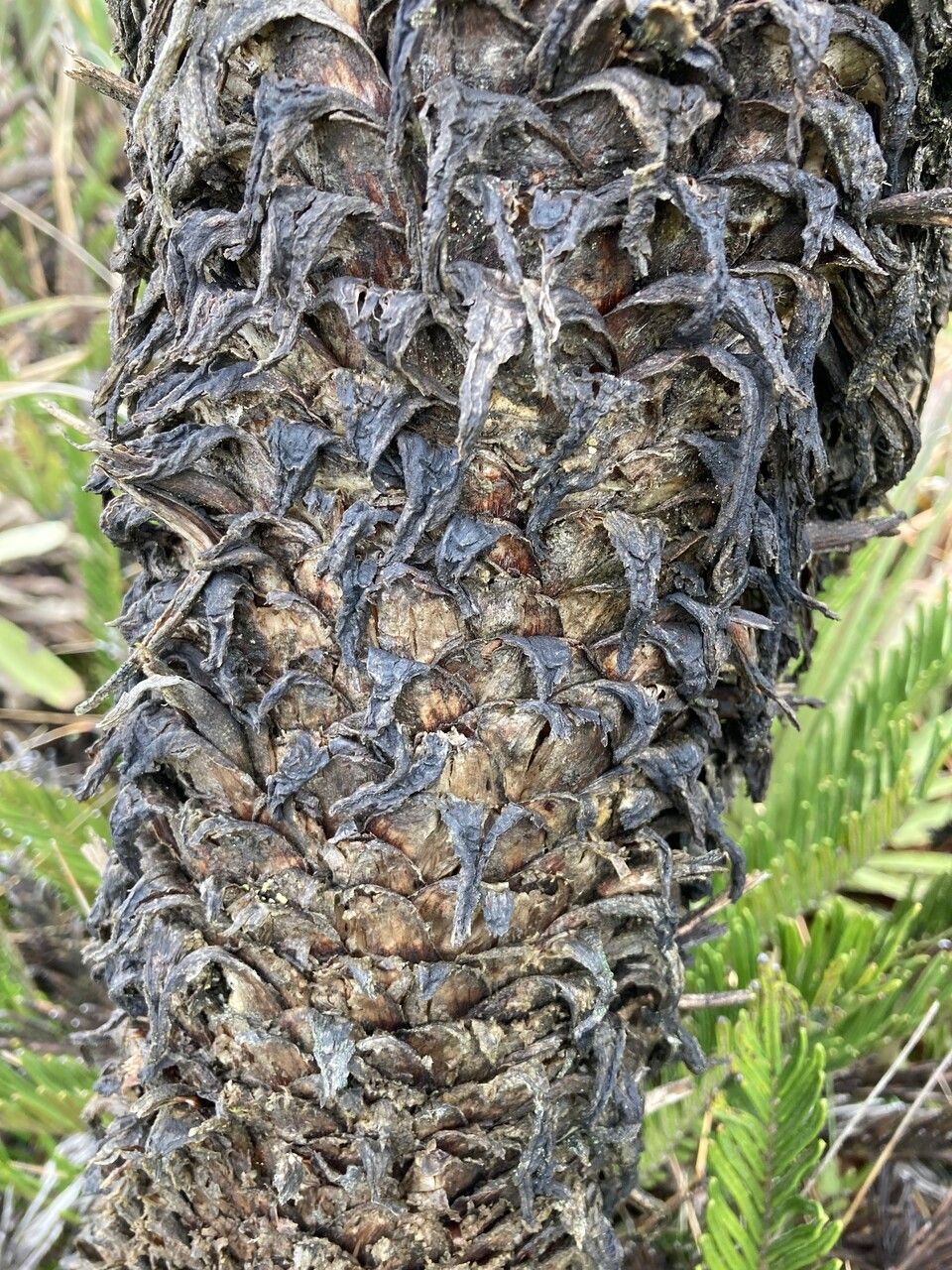 Espeletia pycnophylla bark