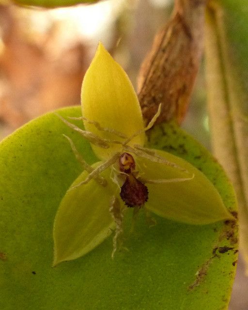 Bulbophyllum hexarhopalon flower