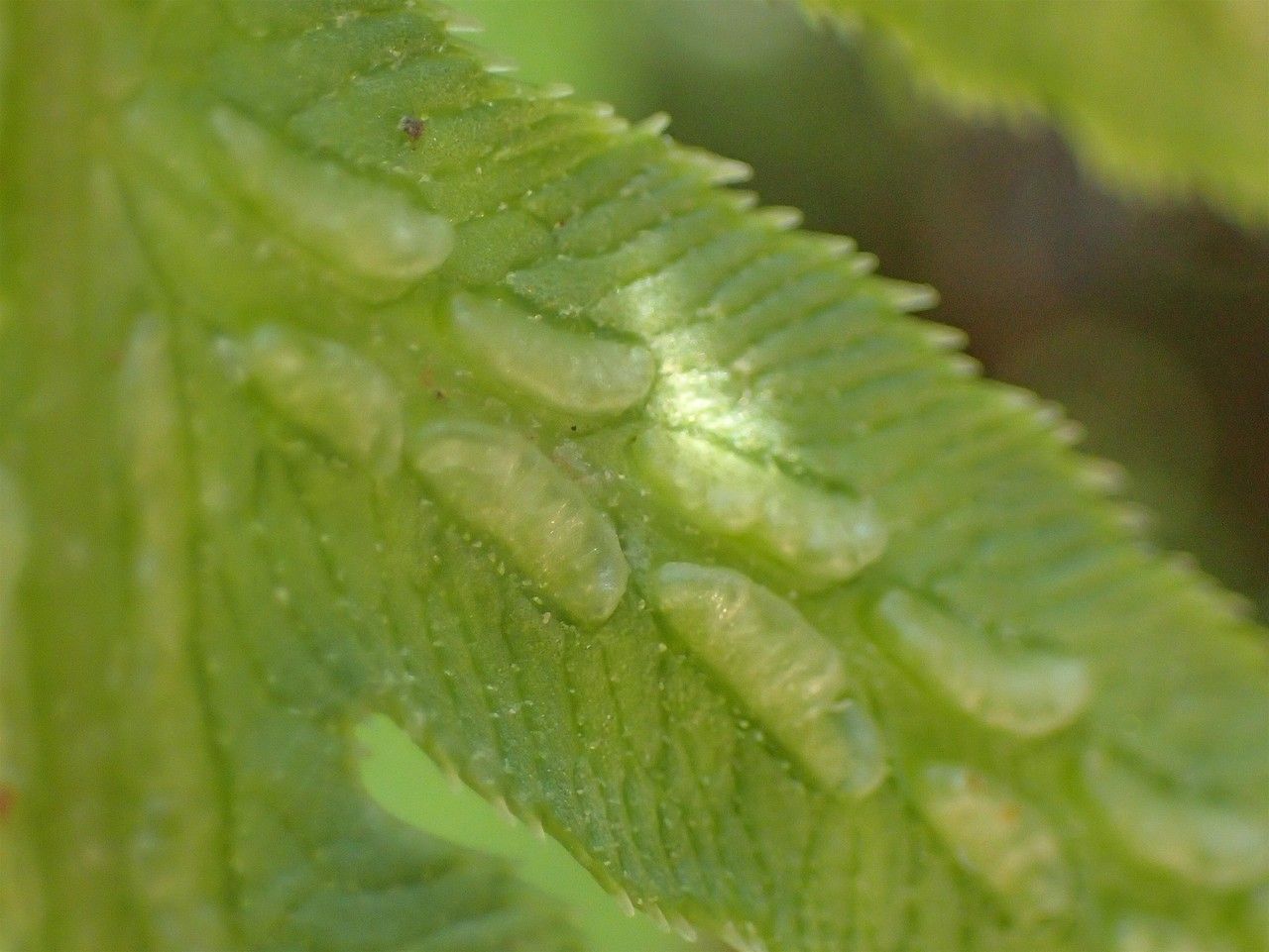 Woodwardia fimbriata fruit