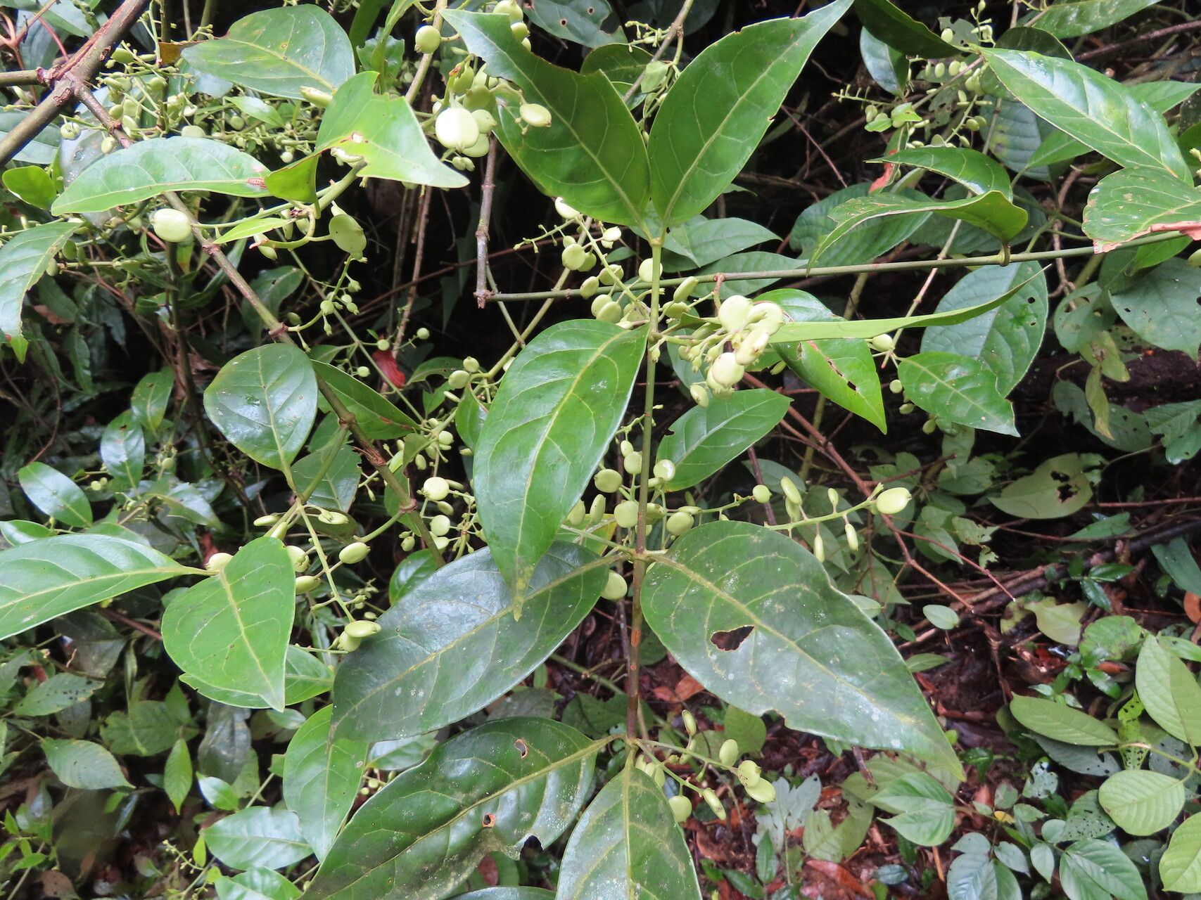 Chiococca belizensis — related species from the same genus