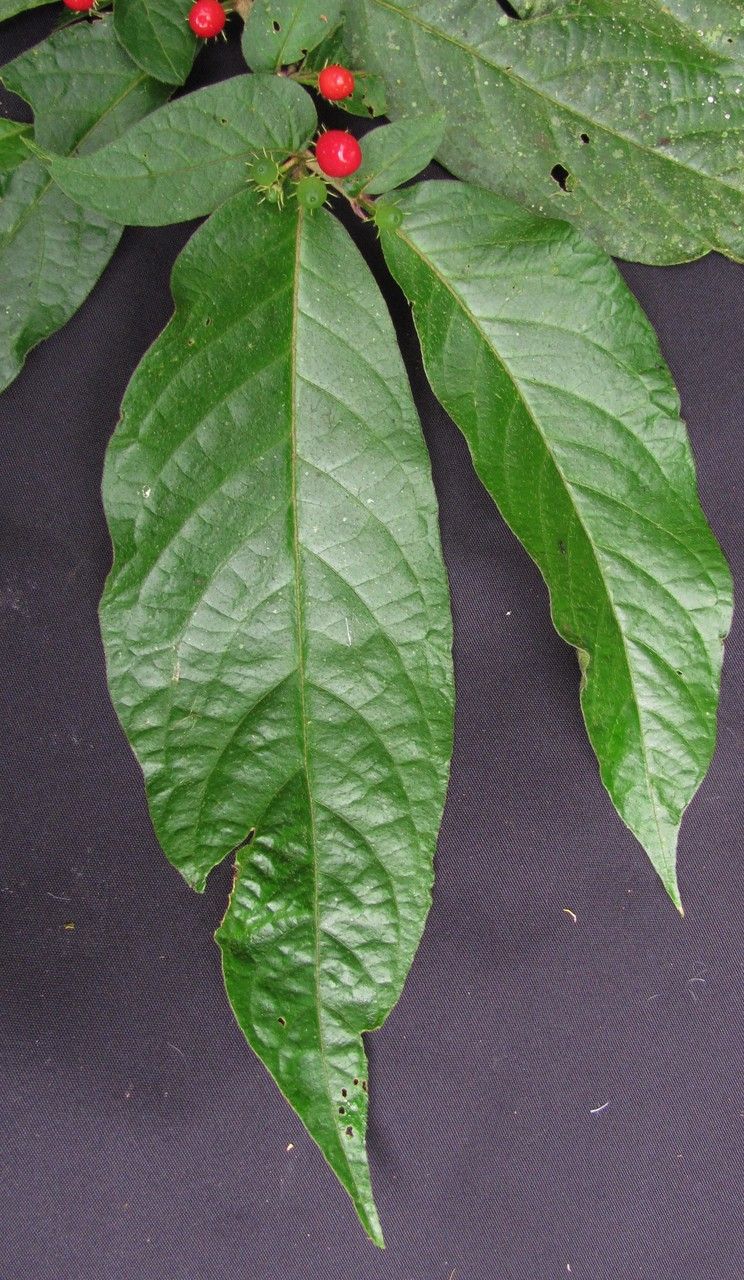 Lycianthes inaequilatera leaf