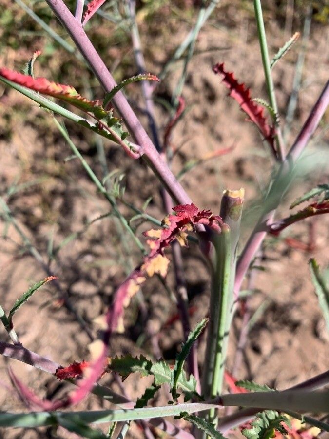 Rafinesquia californica bark