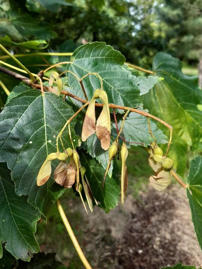Acer velutinum fruit