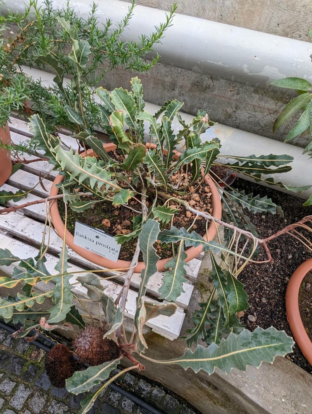 Banksia gardneri habit