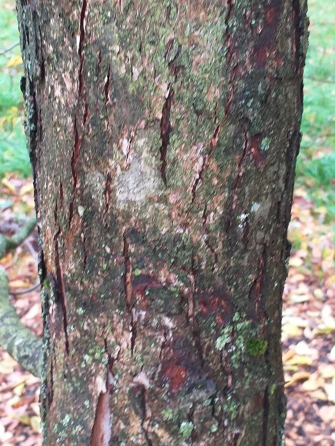 Ostrya japonica bark