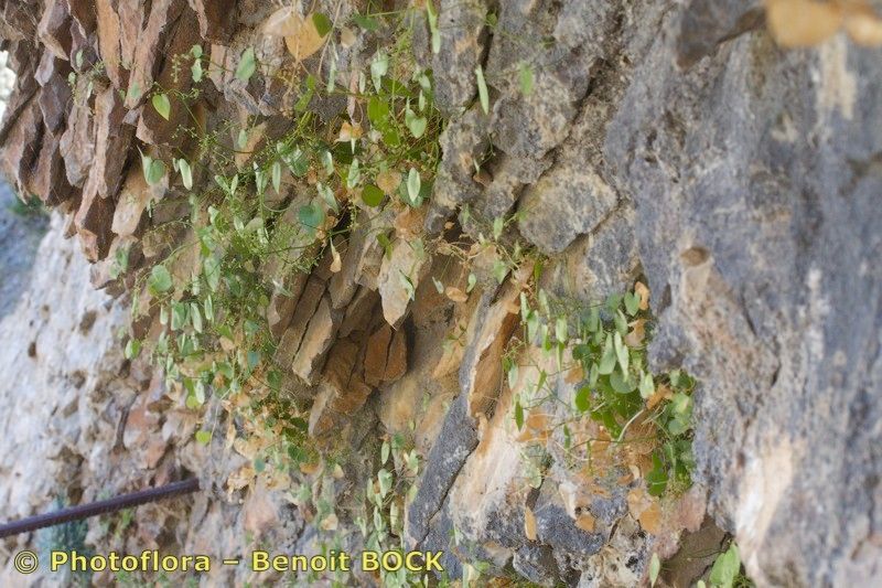 Dioscorea chouardii bark