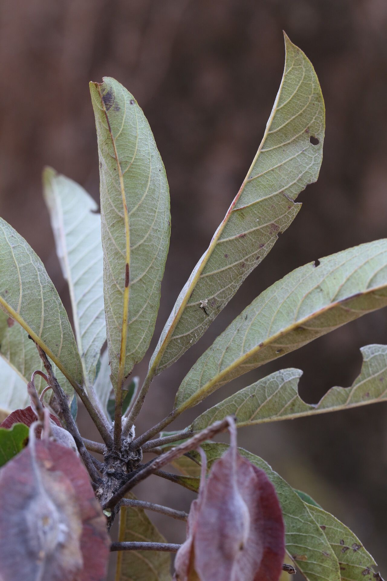 Terminalia stenostachya leaf