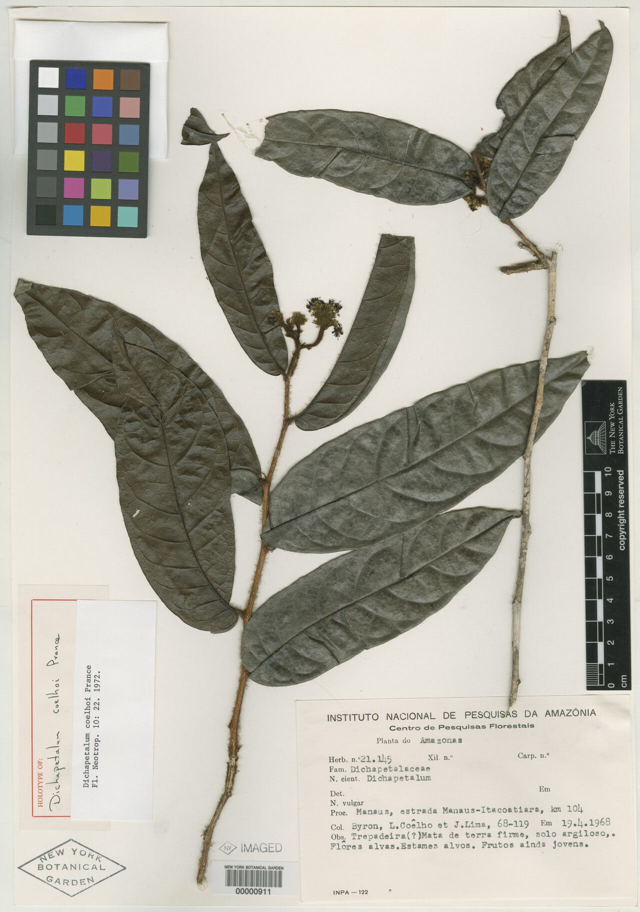 Dichapetalum coelhoi — houseplant care guide