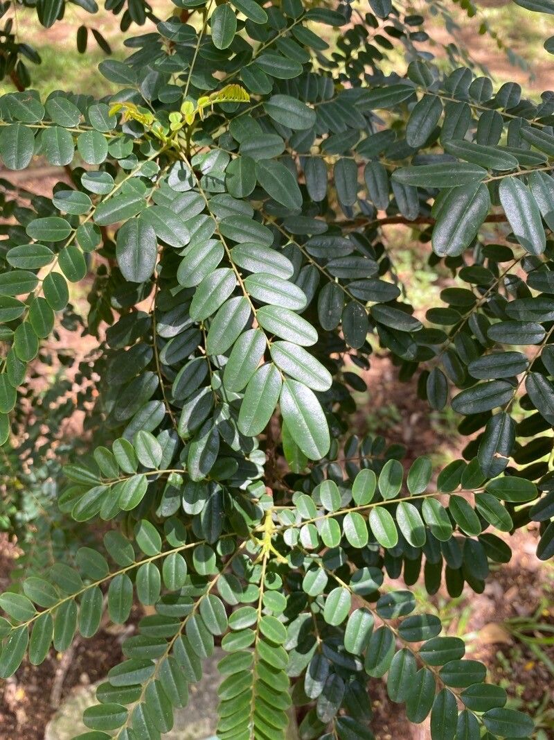 Alvaradoa haitiensis — related species from the same genus