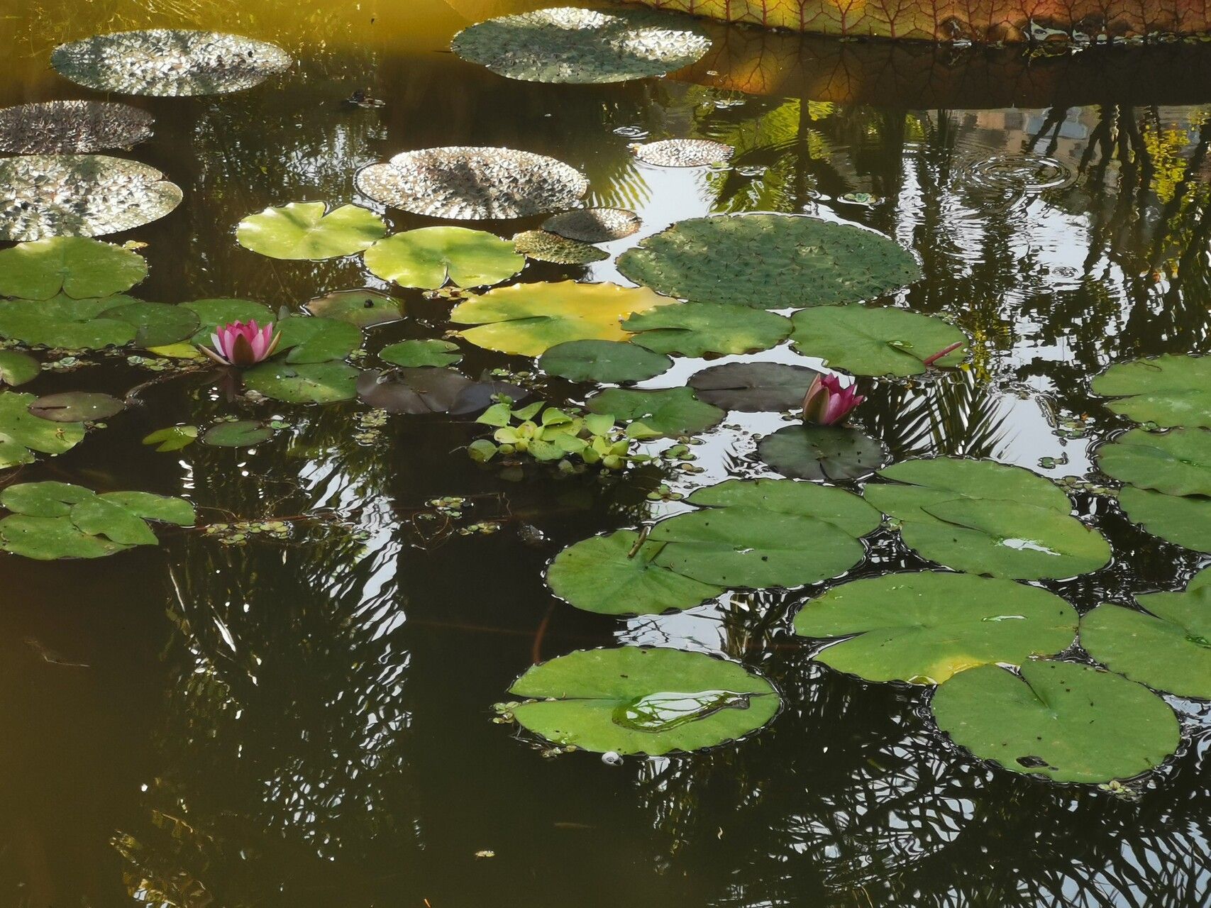 Nymphaea × marliacea — search result for 'Nymphaea'