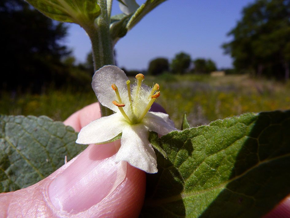 Verbascum × thapsi flower