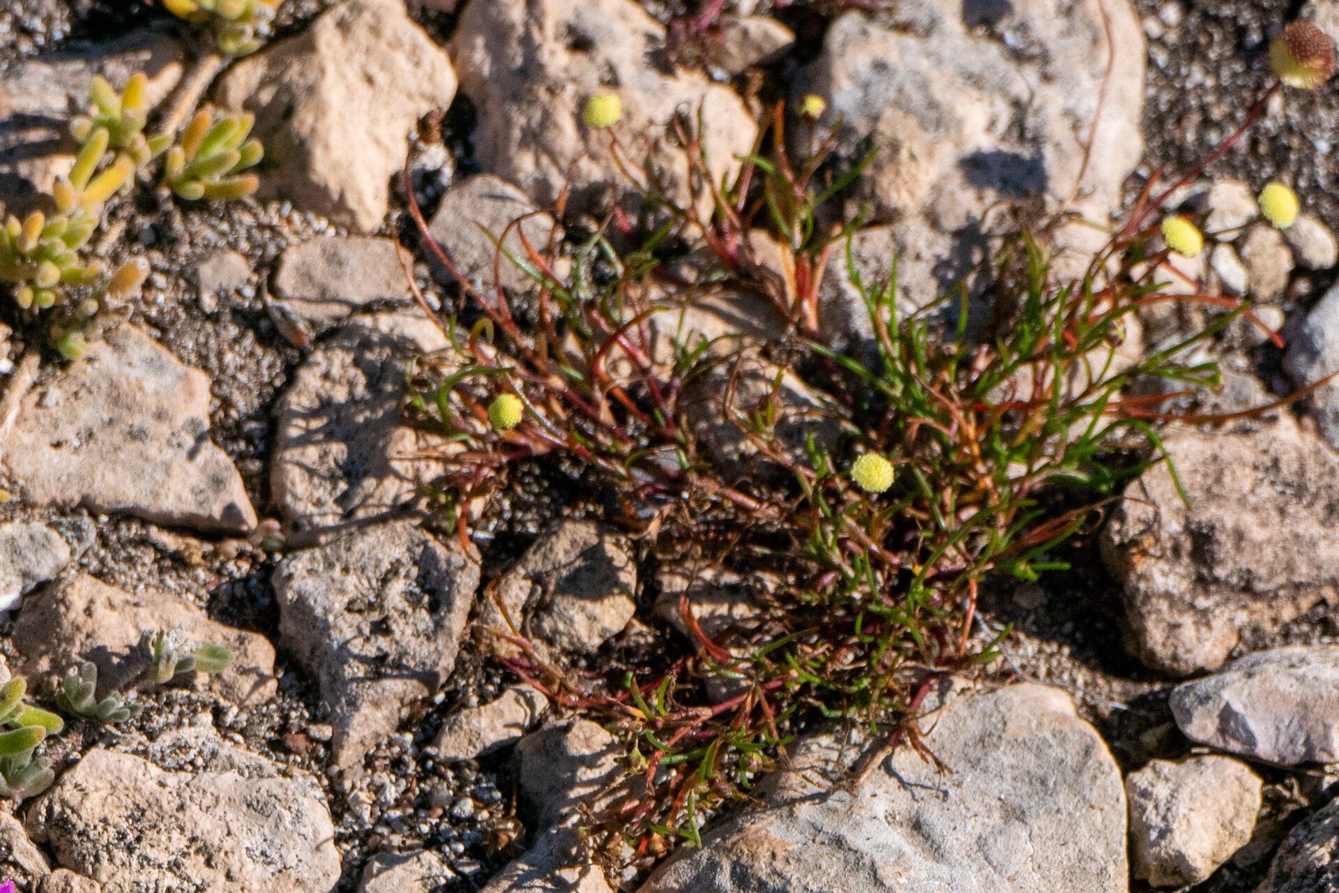 Cotula bipinnata — related species from the same genus