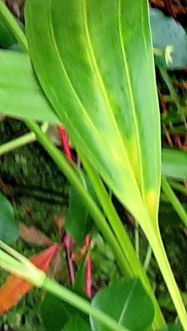 Echinodorus lanceolatus — houseplant care guide