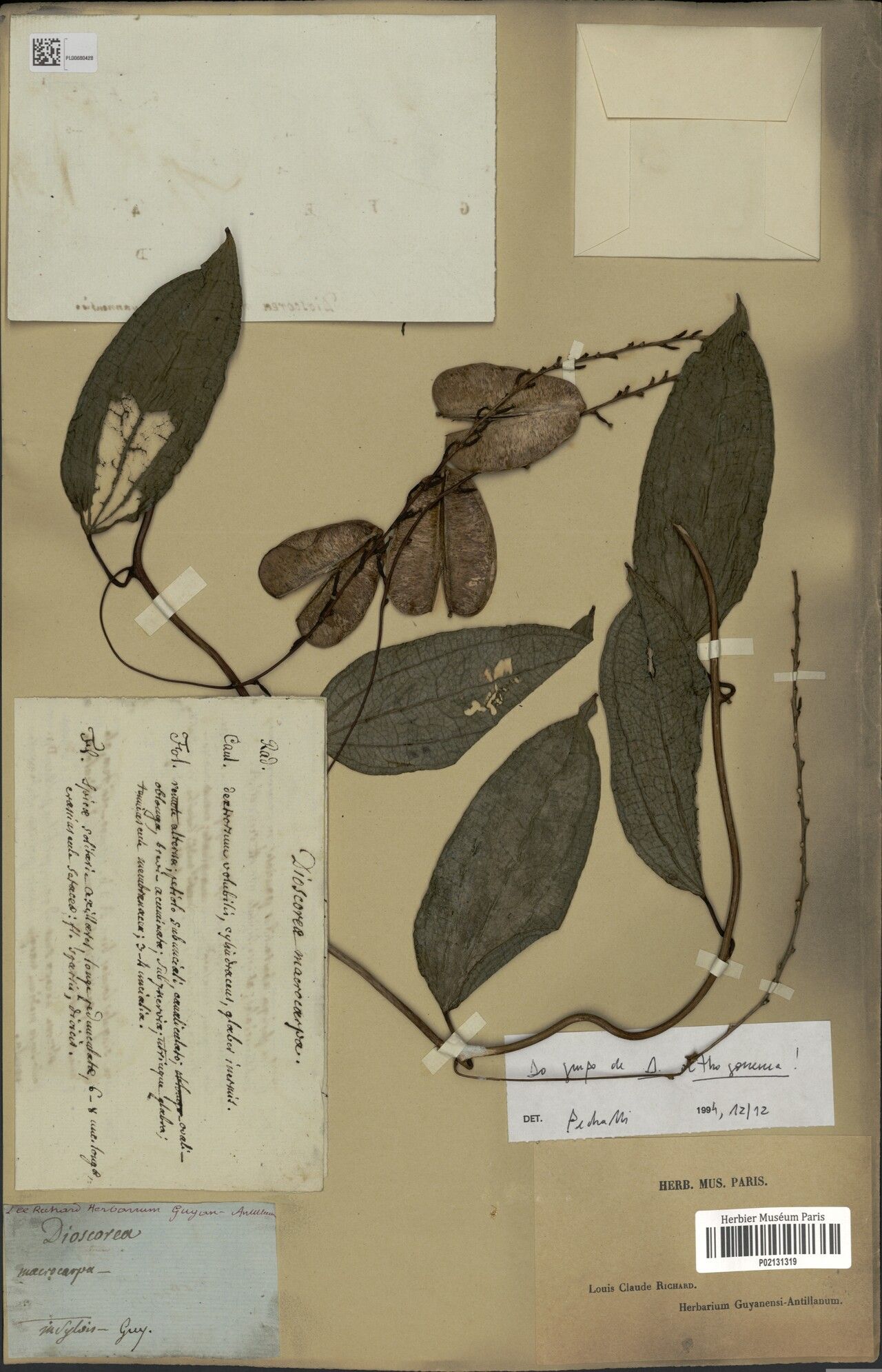 Dioscorea melastomatifolia — houseplant care guide