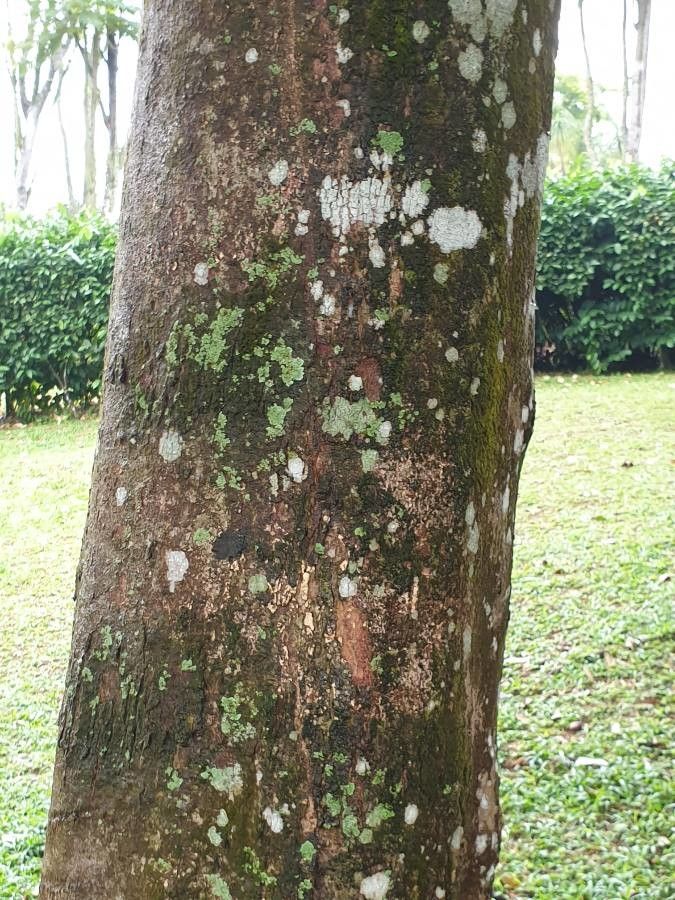 Callerya atropurpurea bark