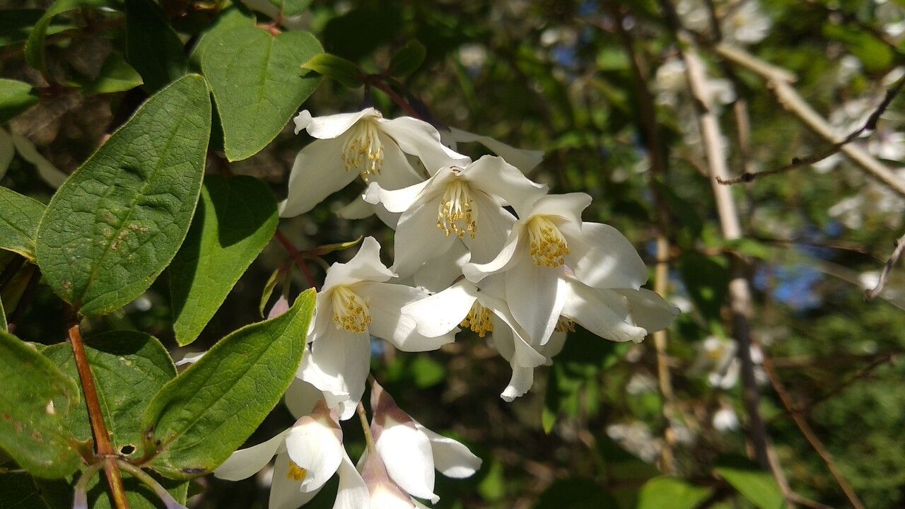 Philadelphus calvescens flower