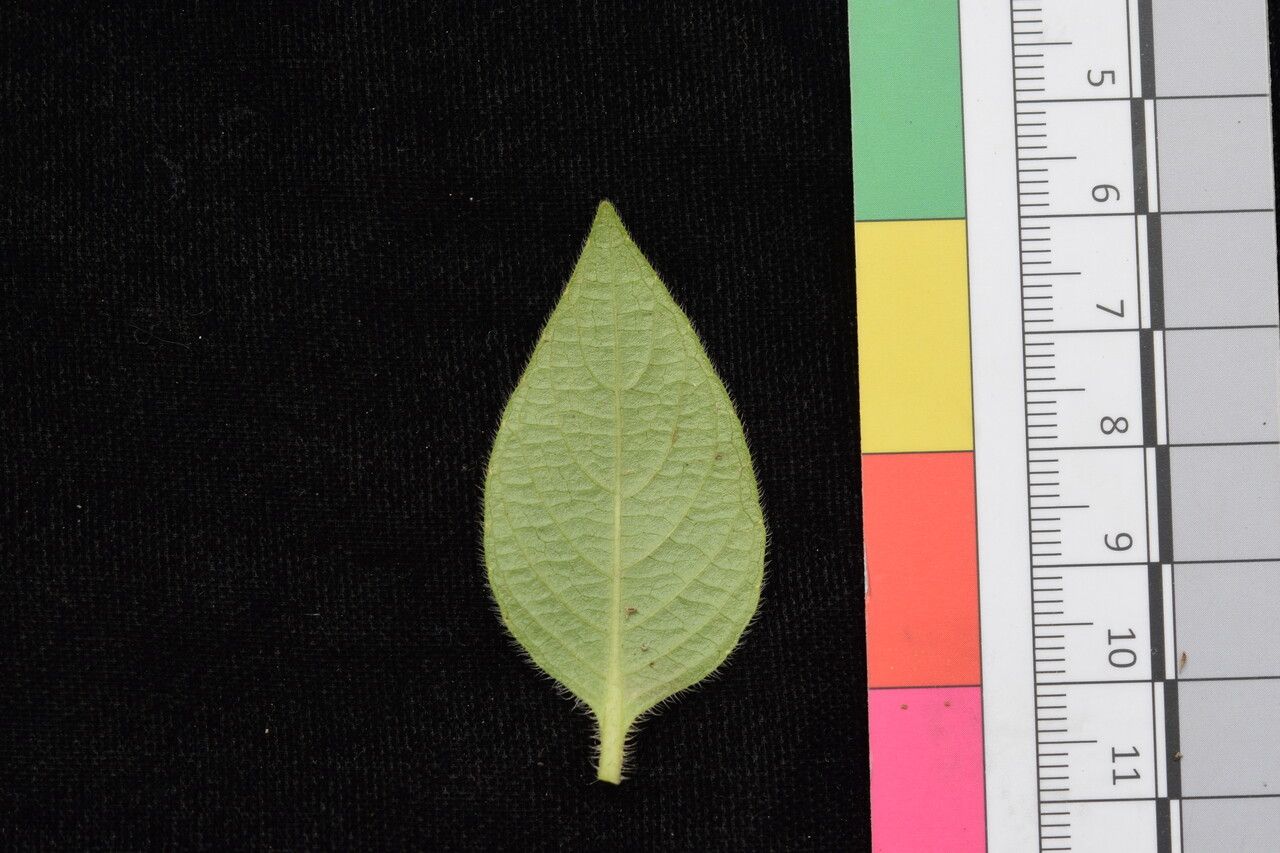 Ruellia beddomei leaf