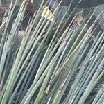 Yucca flaccida
