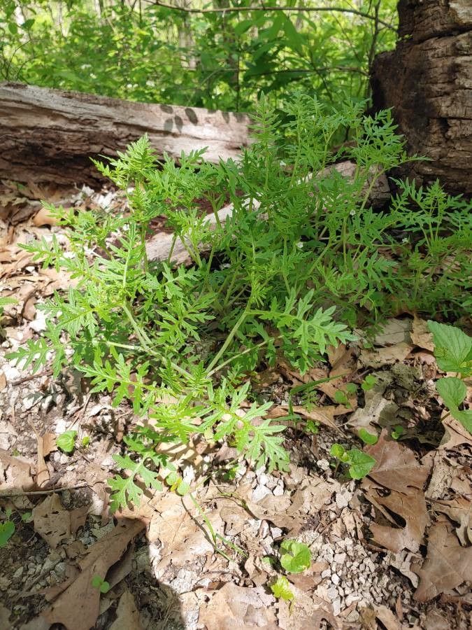 Ellisia nyctelea habit