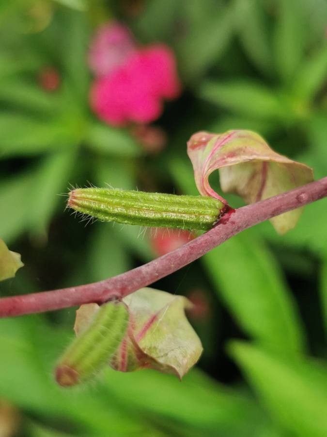 Clarkia unguiculata fruit
