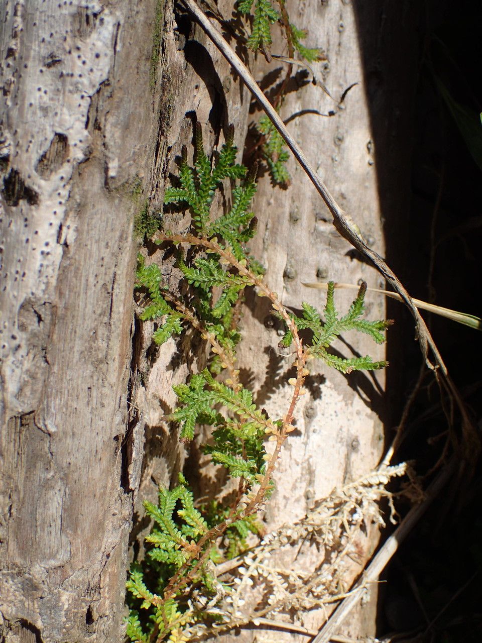 Selaginella viridula habit