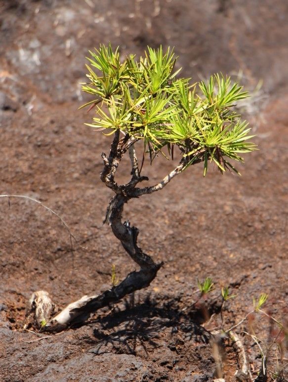 Melaleuca gnidioides habit