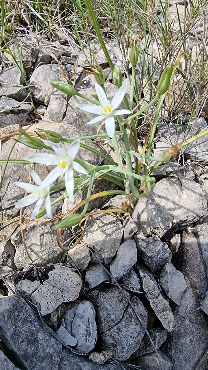Ornithogalum orthophyllum habit