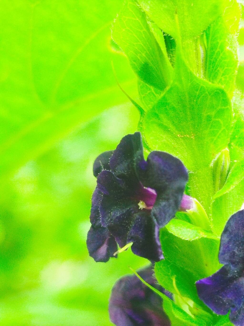 Stachytarpheta orubica flower