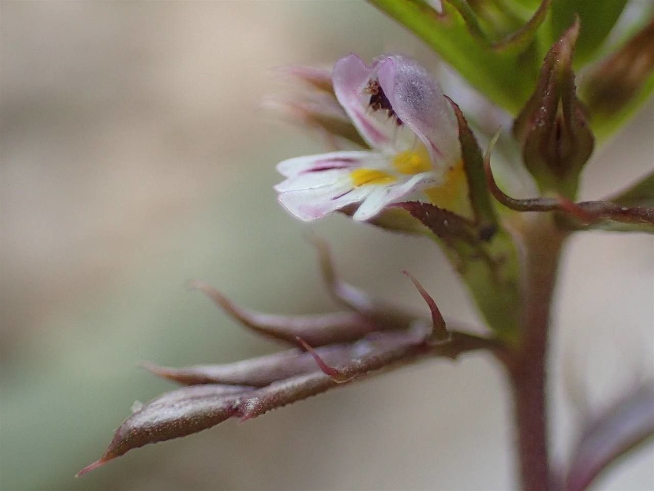 Euphrasia salisburgensis flower