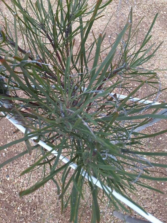 Conospermum stoechadis — houseplant care guide