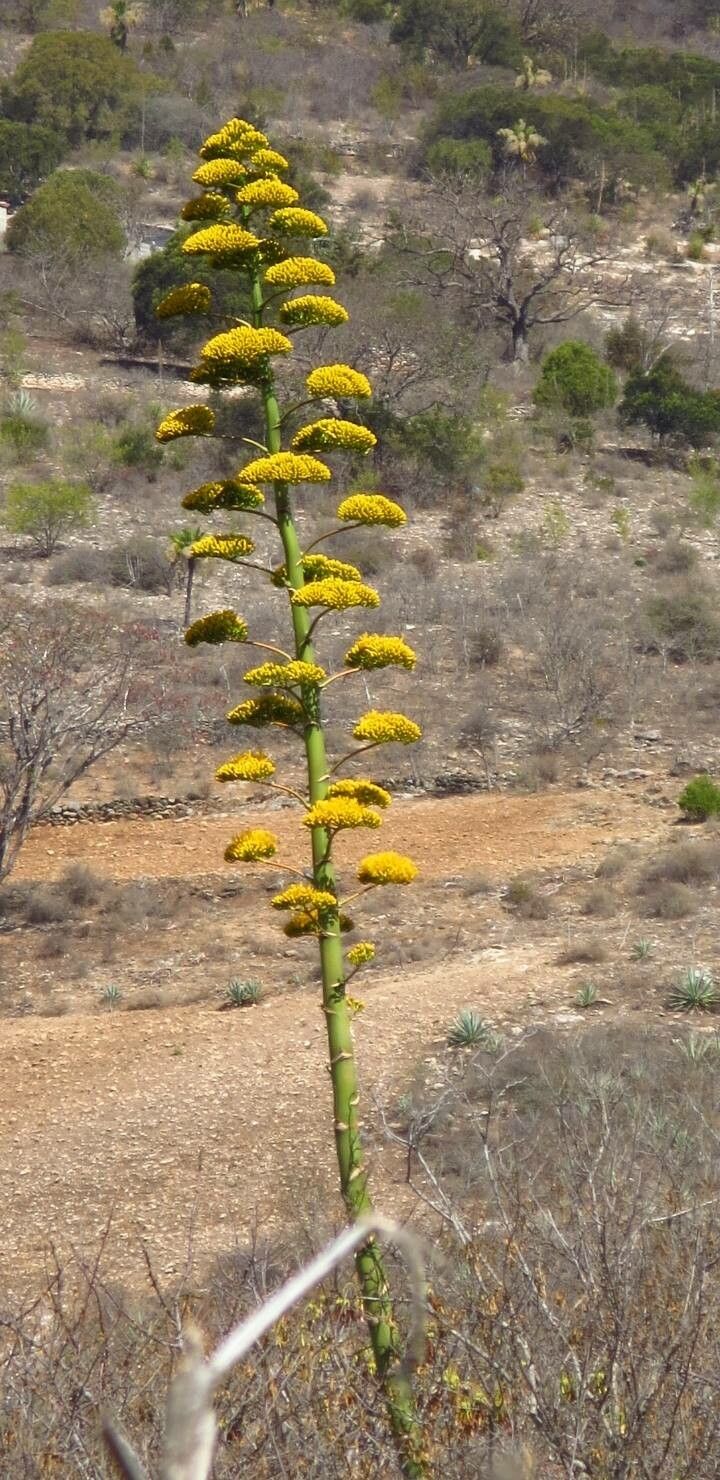 Agave shawii flower