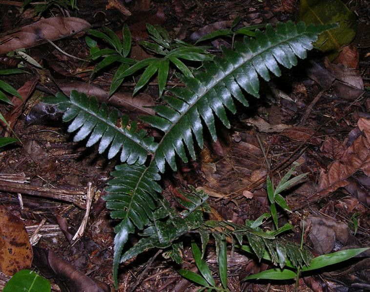 Adiantum obliquum leaf