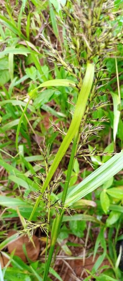 Carex wahlenbergiana leaf