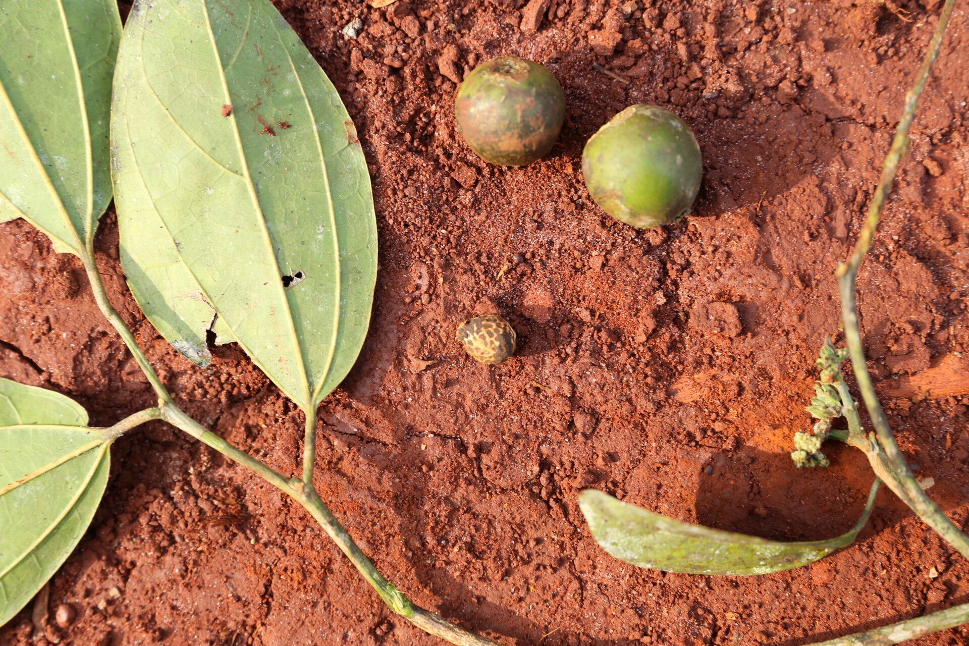 Celtis adolfi-friderici fruit