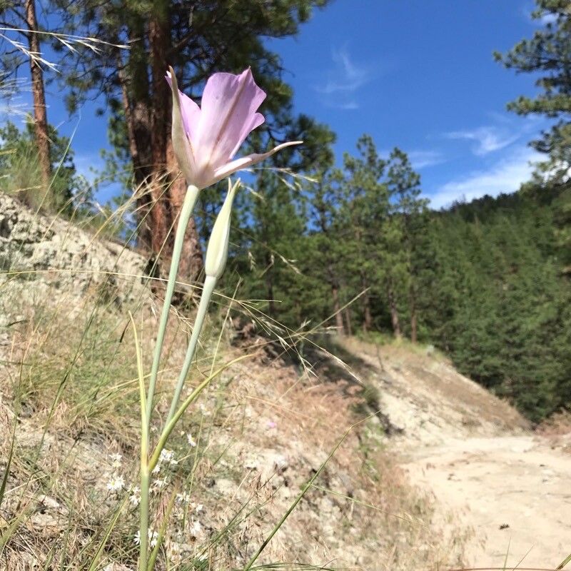 Calochortus macrocarpus bark