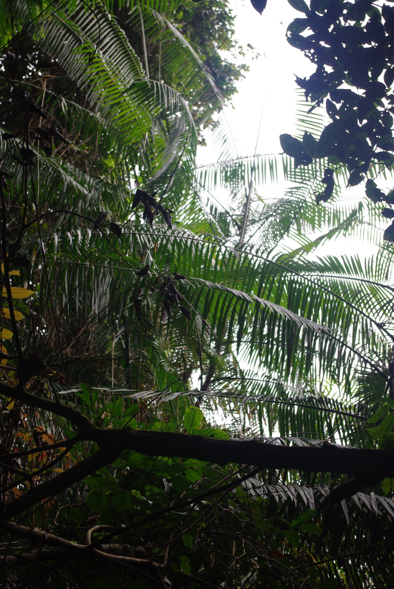 Laccosperma robustum habit