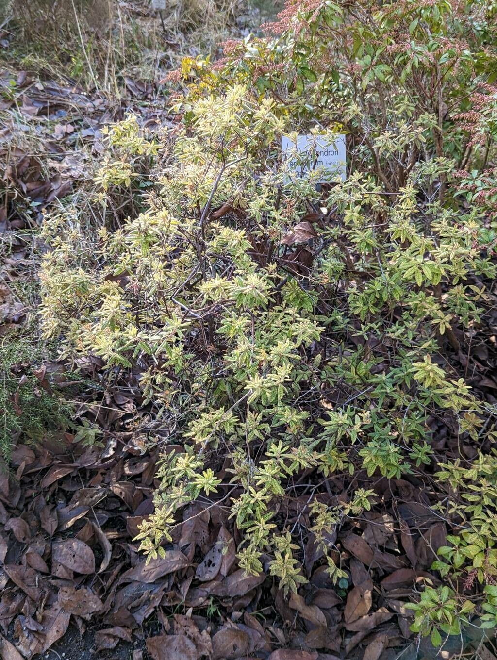 Rhododendron spiciferum habit