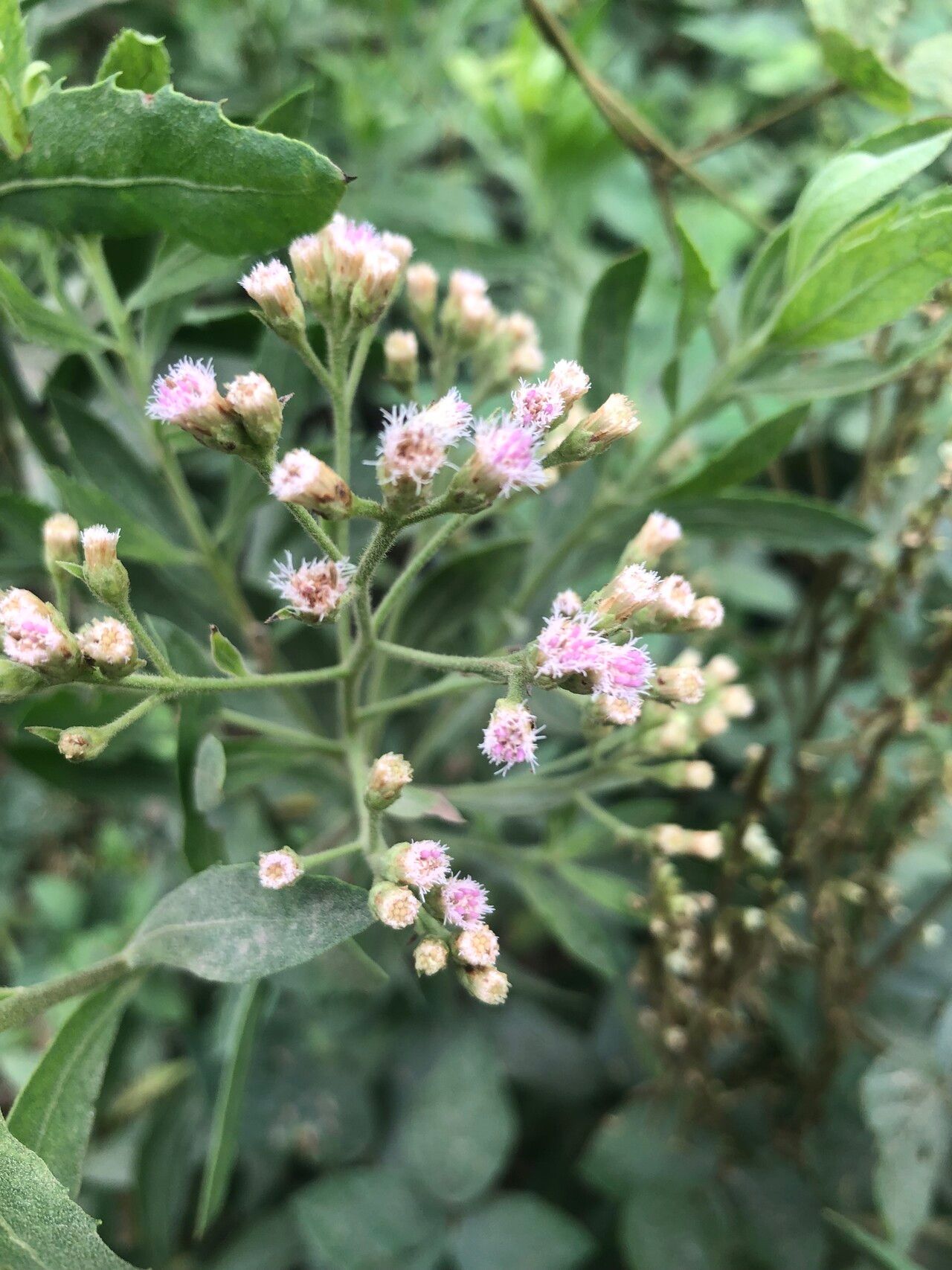 Pluchea bojeri flower