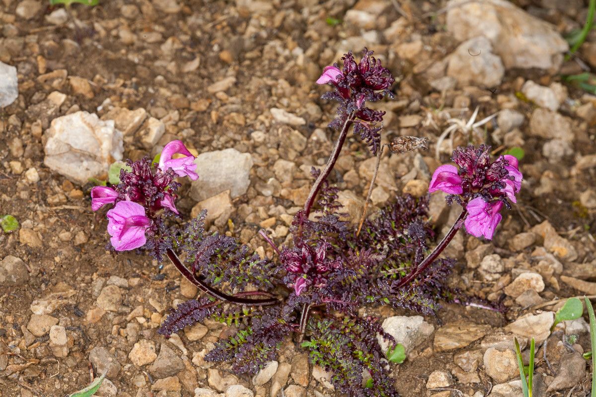 Pedicularis rostratocapitata flower