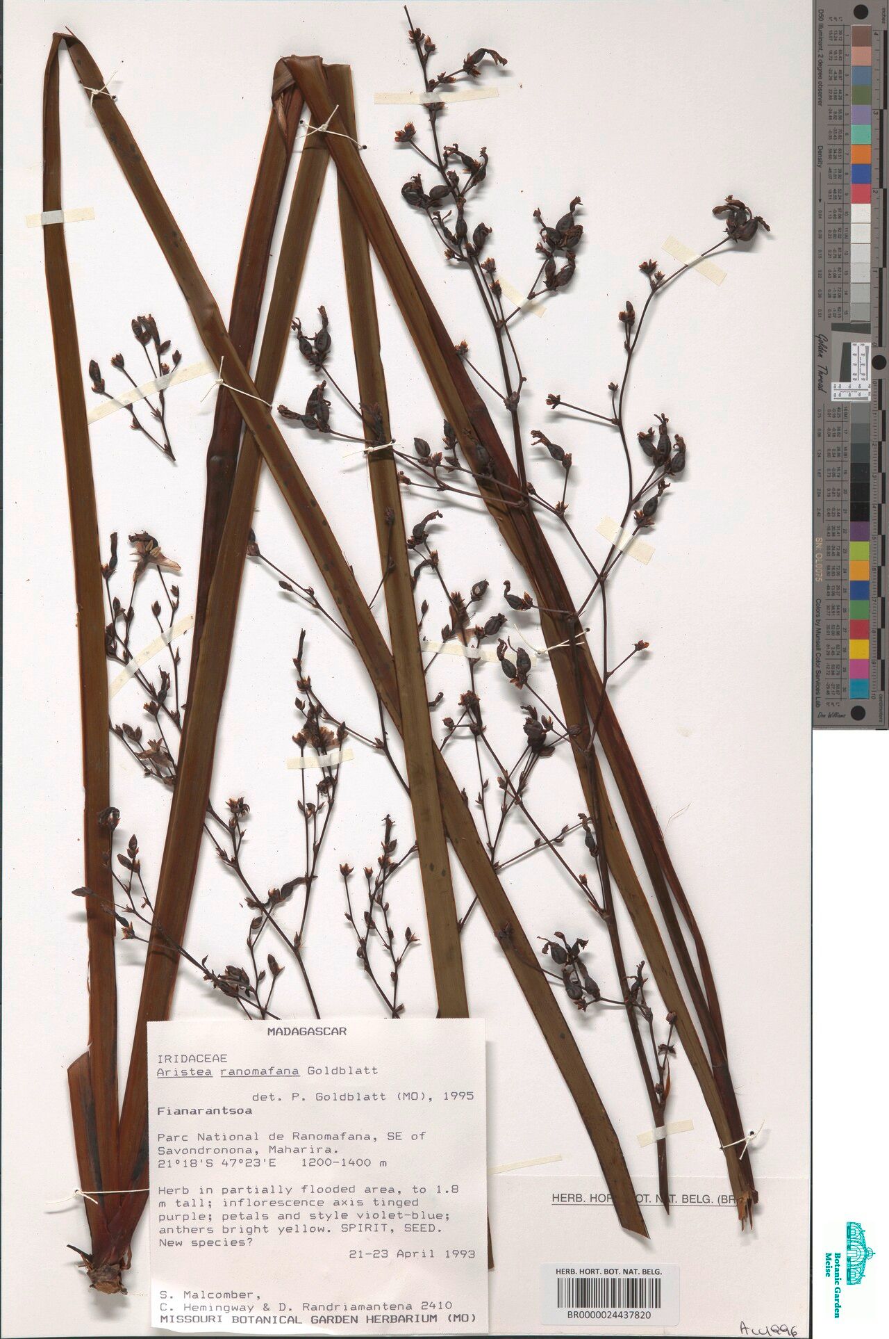 Aristea ranomafana — search result for 'Aristea'