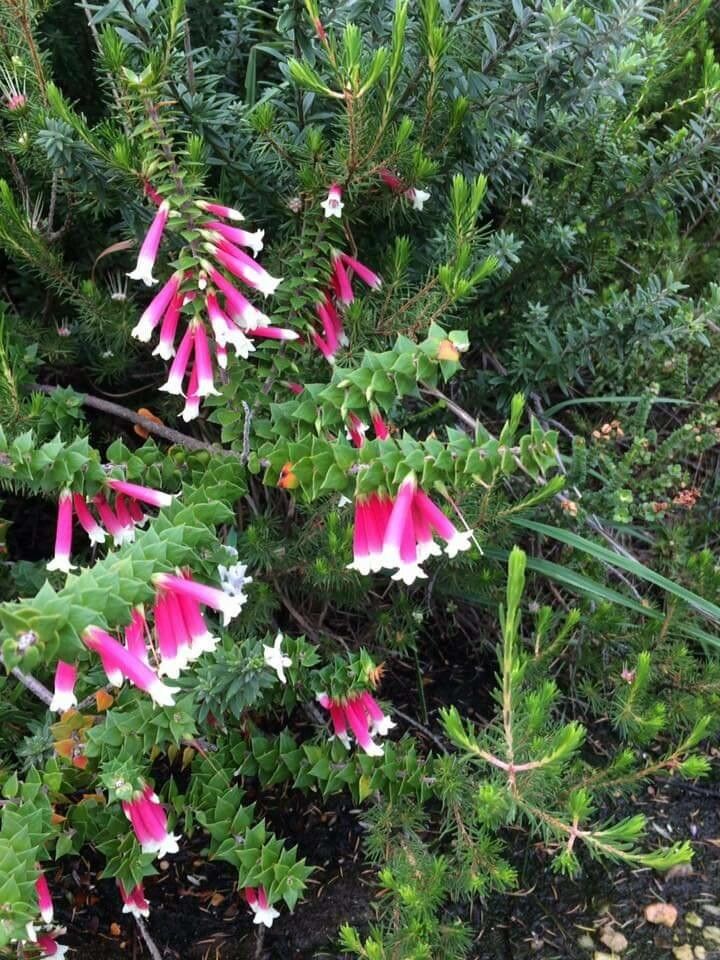 Epacris longiflora flower
