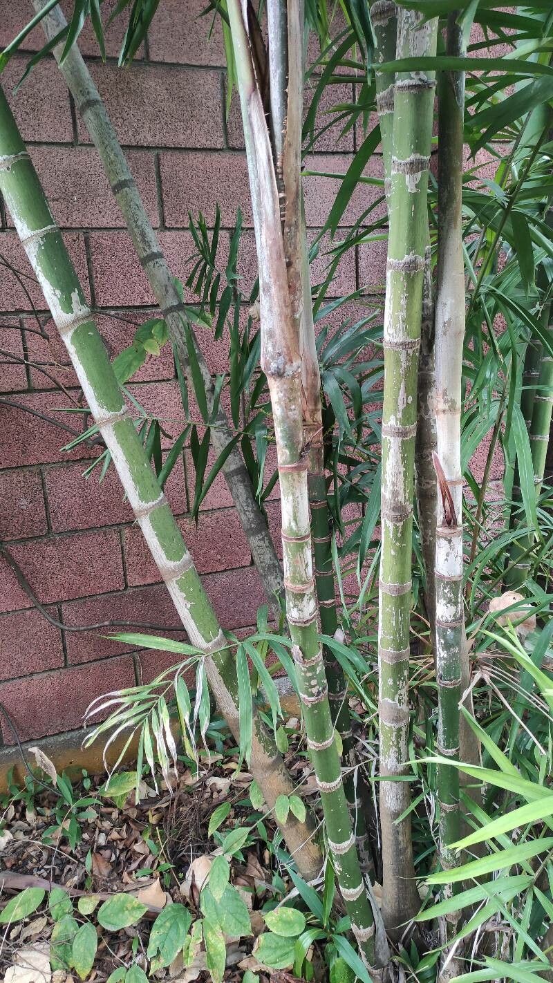 Ptychosperma microcarpum bark