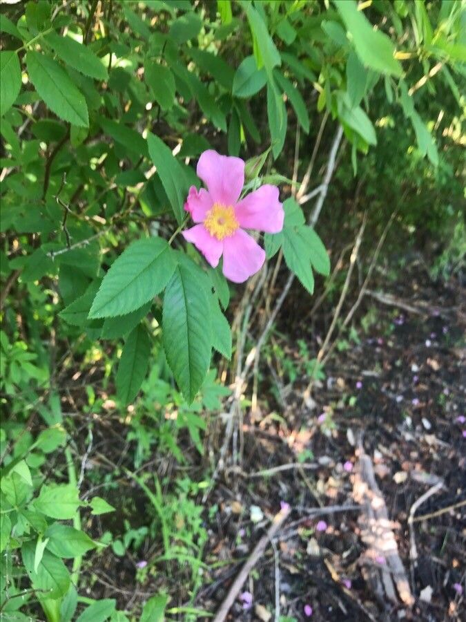 Rosa palustris flower