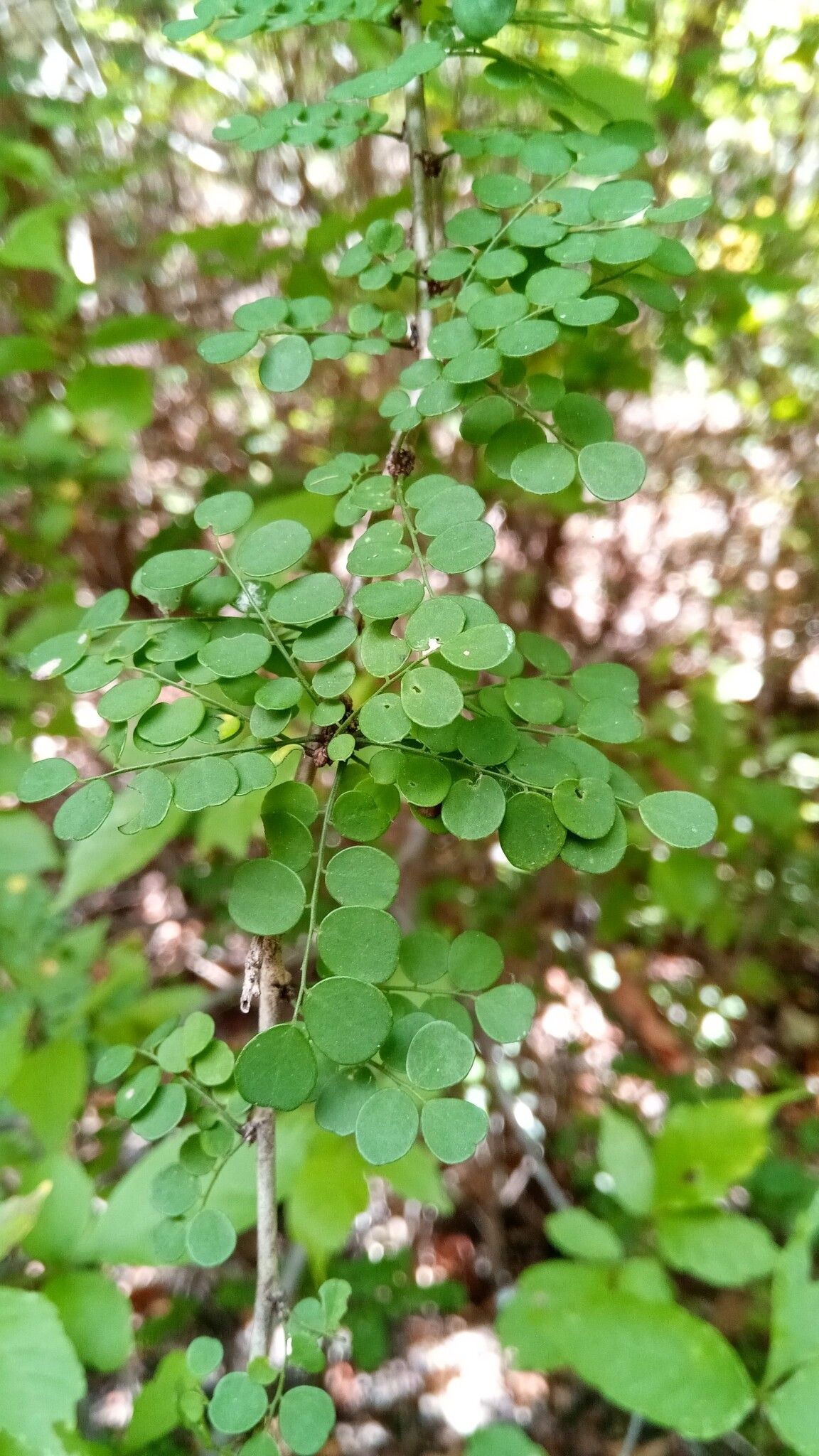 Ormocarpum bernierianum — related species from the same genus