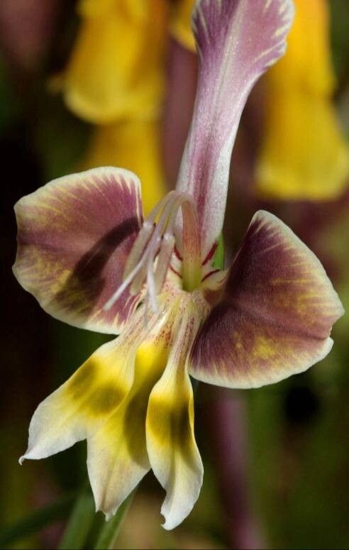 Gladiolus uysiae — search result for 'Gladiolus'